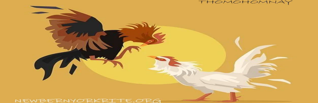 Thomohomnay  TRỰC TIẾP ĐÁ GÀ THOMO
