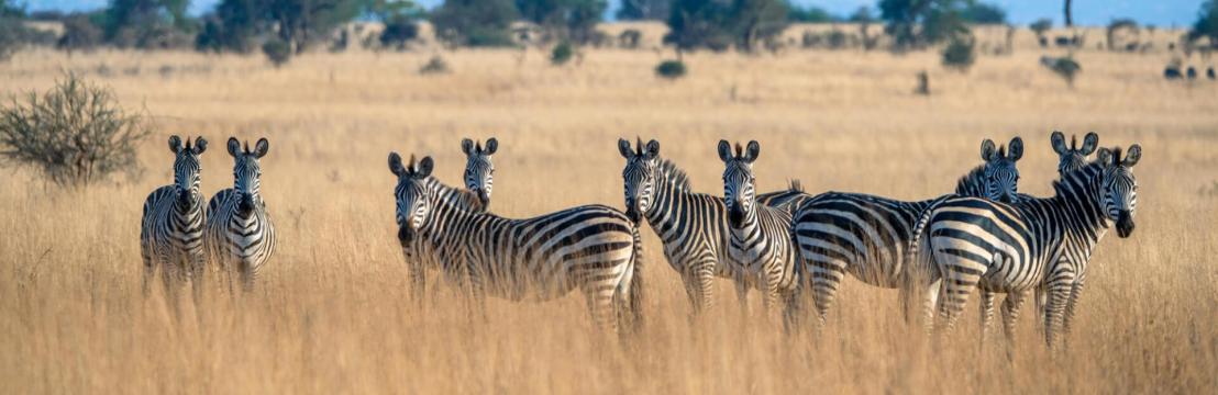 Asante Travel Group