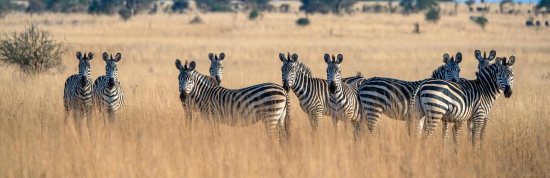 Kimgoni Tanzania Safaris