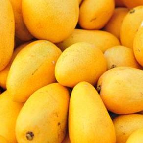 Mango Companies in Pakistan